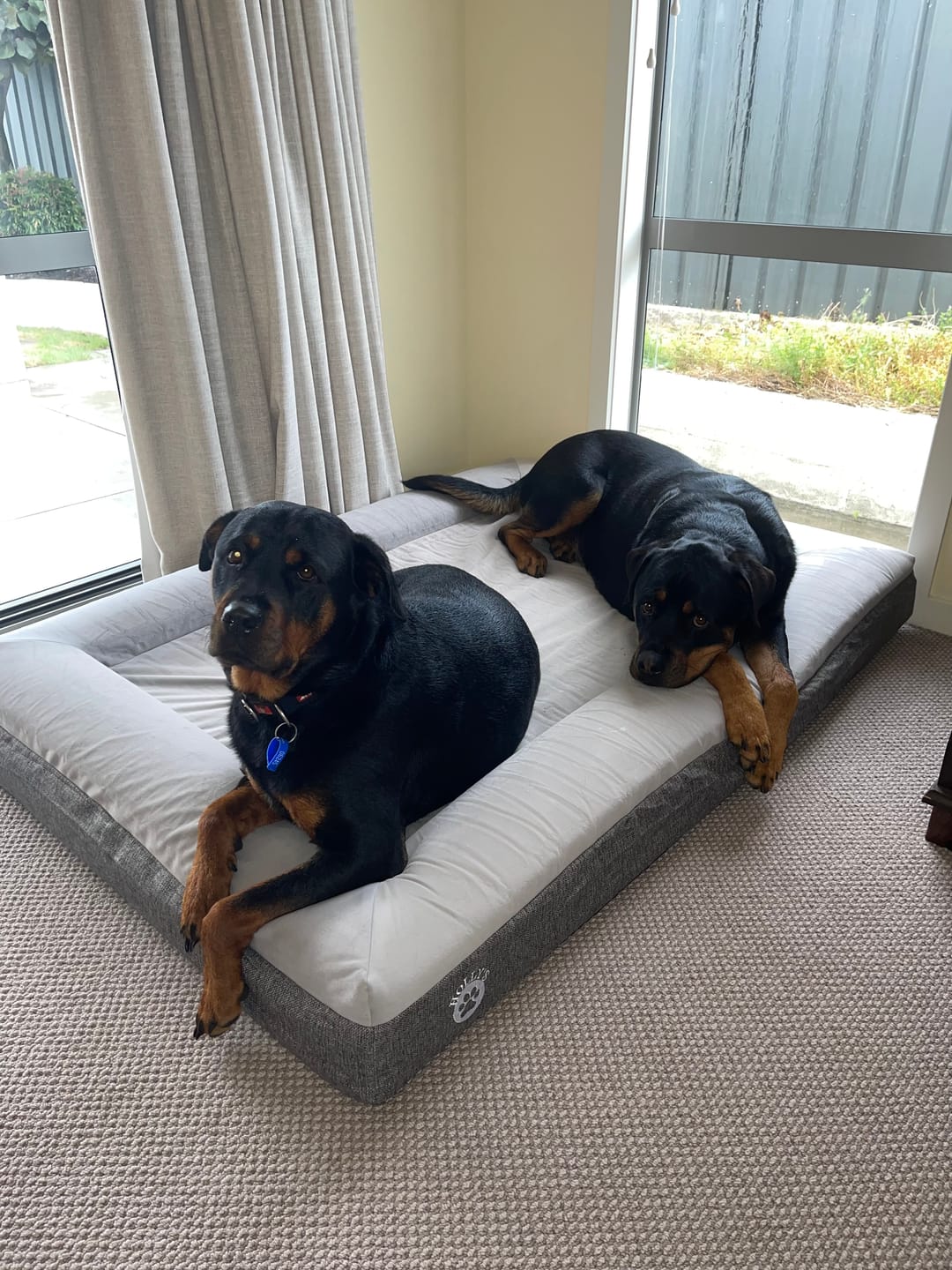 Customer photo review of Orthopaedic Memory Foam Bed