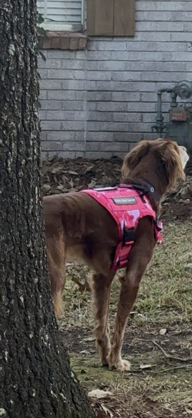 Customer photo review of Classic Heavy-Duty Tactical No-Pull Team K9™ Dog Harness With Front & Back D-Rings, Quick-Release Metal-Buckles, Hook & Loop Panels, & Top Handle