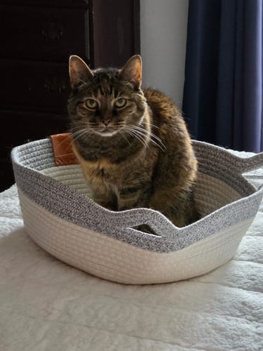 Customer photo review of Instinct Basket | Handwoven & Chemical-Free Cat Territory