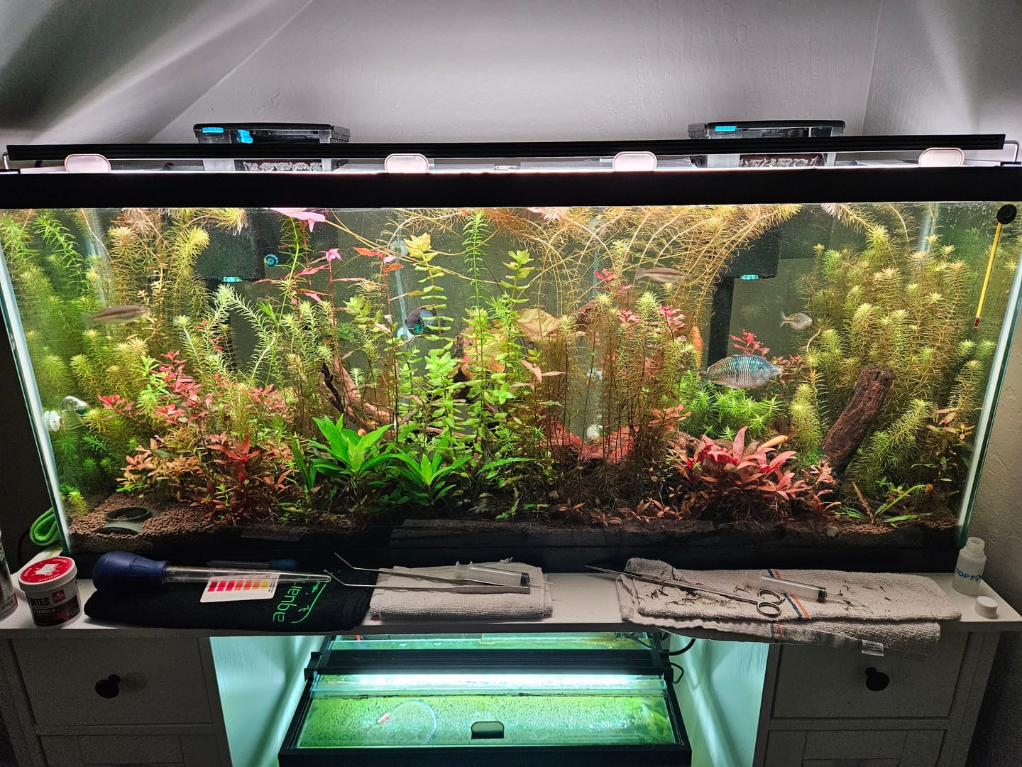Customer photo review of Chihiros WRGB II Pro LED Light