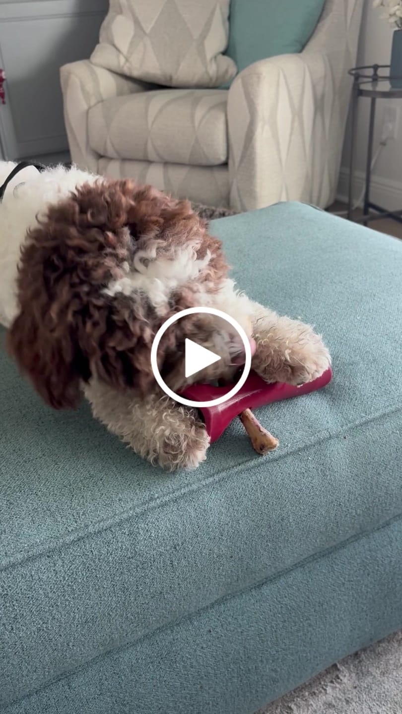 Customer video review of Ostrich Runner (5" x 1.5"): The Flavorful & Long-Lasting Chew for Small to Medium Dogs - 3 Pieces