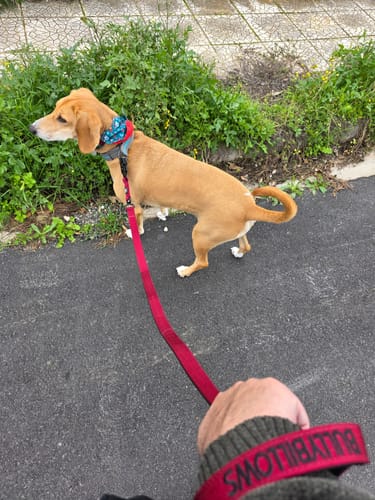 Customer photo review of 1.4m Swivel Combat Lead | Anti-Tangle & Secure Clip - Burgundy
