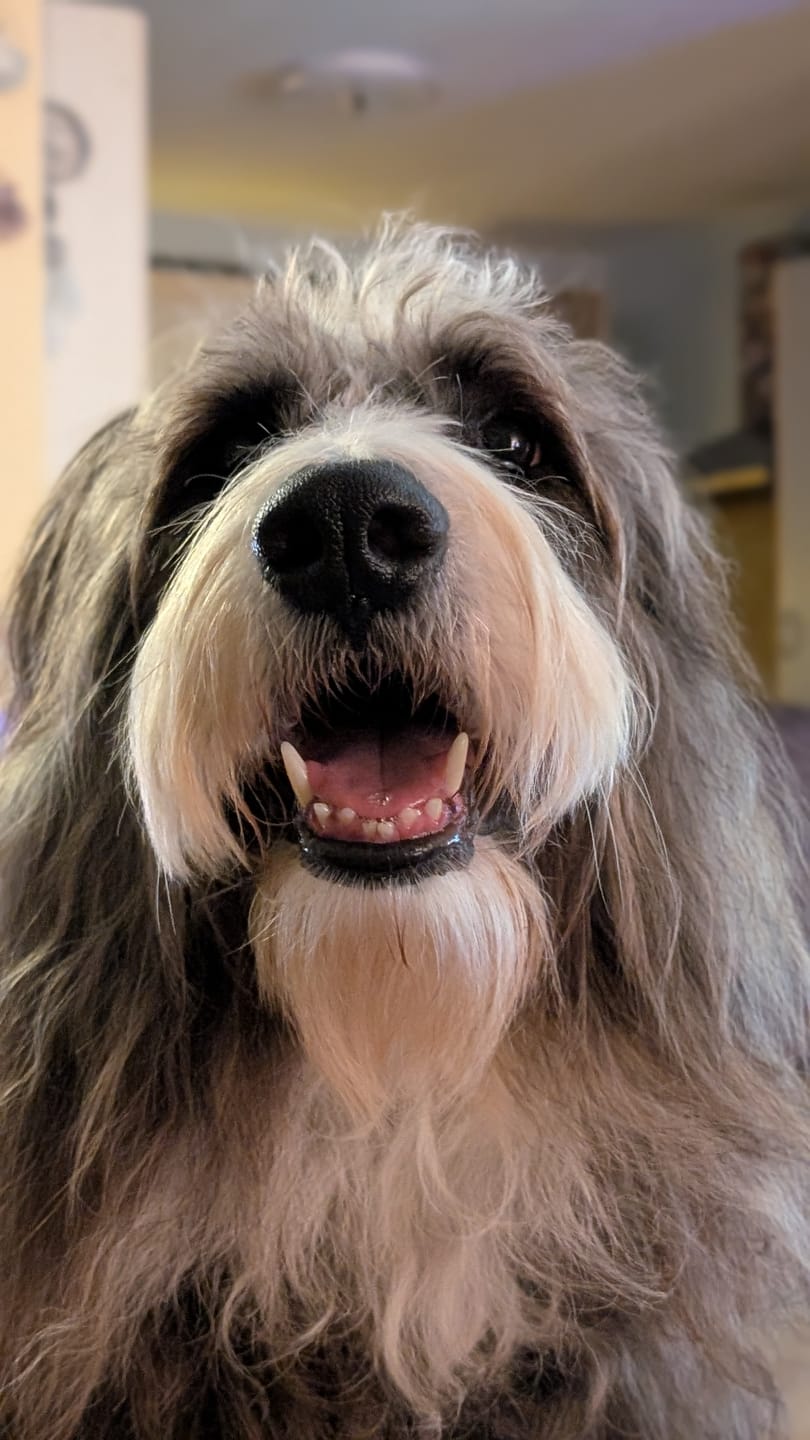 Customer photo review of Strotonin Dog Support