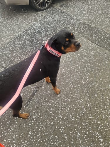 Customer's Rottweiler standing outside wearing the pink 5cm Pin Buckle Collar and a matching leash.