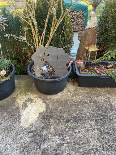 Customer photo review of Gartenstecker Berner Sennenhund Portrait