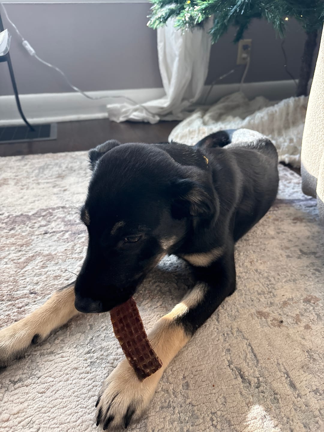 Customer photo review of 6 Inch Beef Jerky Strip