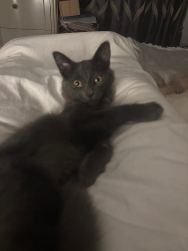 Customer photo review of 1 Month Supply – 1 Cat