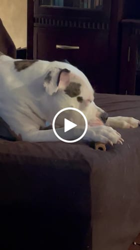 Customer video review of Medium Ostrich Cane (10" x 3"): The Long-Lasting, Flavor-Packed Chew for Medium & Large Dogs