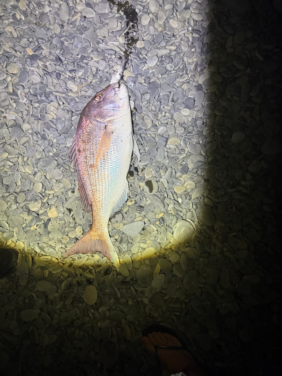 Customer photo review of Aeroo Pro Fishing Combo
