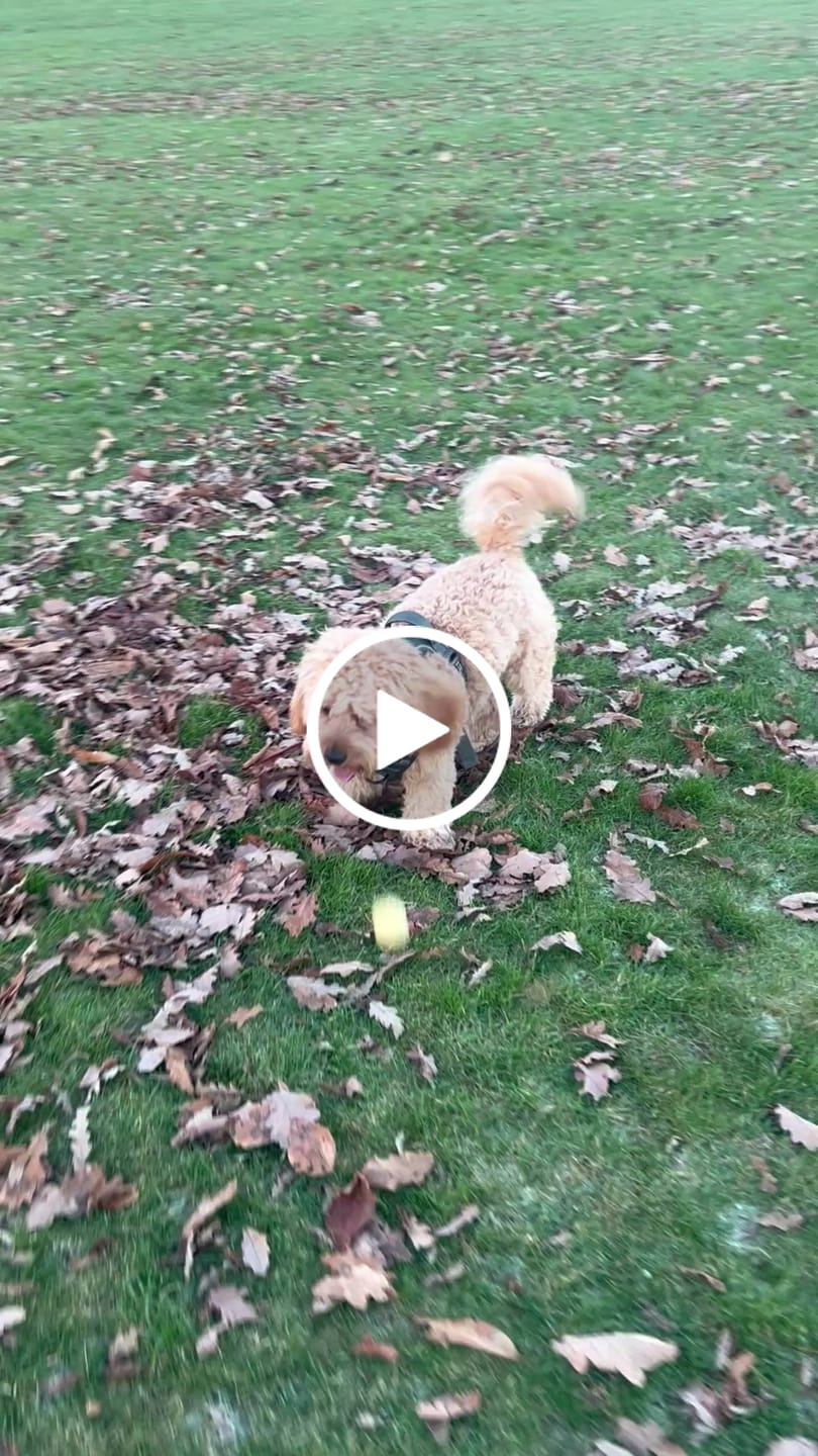 Customer video review of Adjustable Collar - Forest Tweed