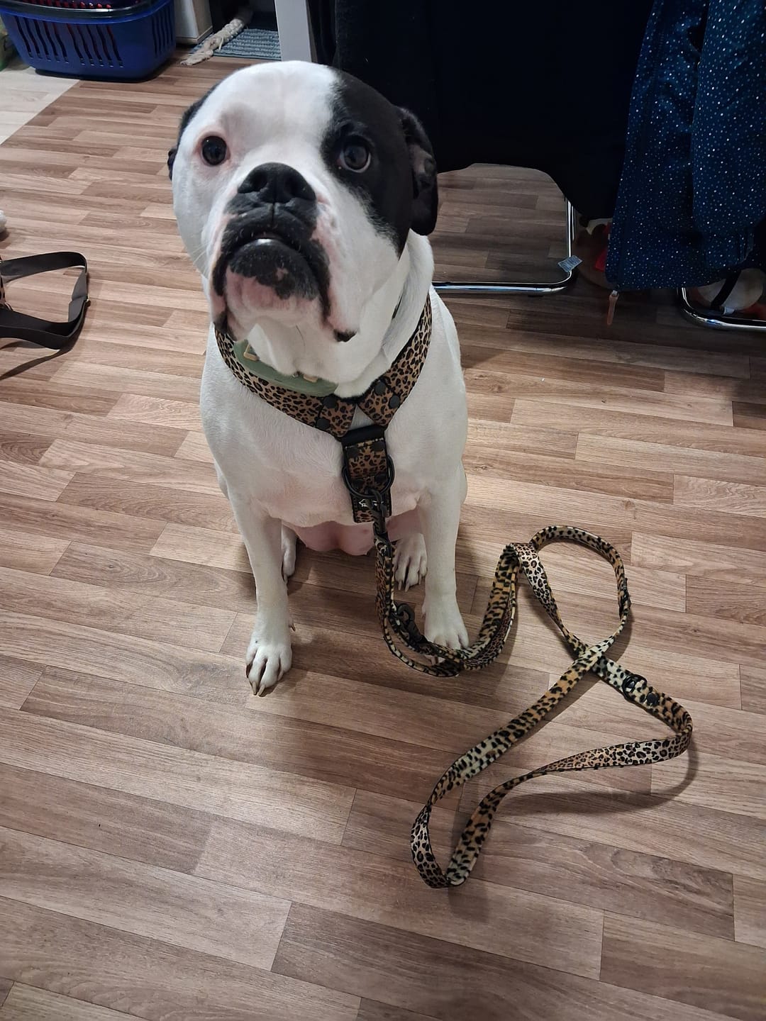 Customer photo review of Multileash Leopard - Multifunktionellt koppel