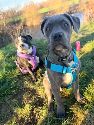 Reviewer's two dogs sitting on the grass, with one wearing the light blue Training Anti Pull TRI-Harness.