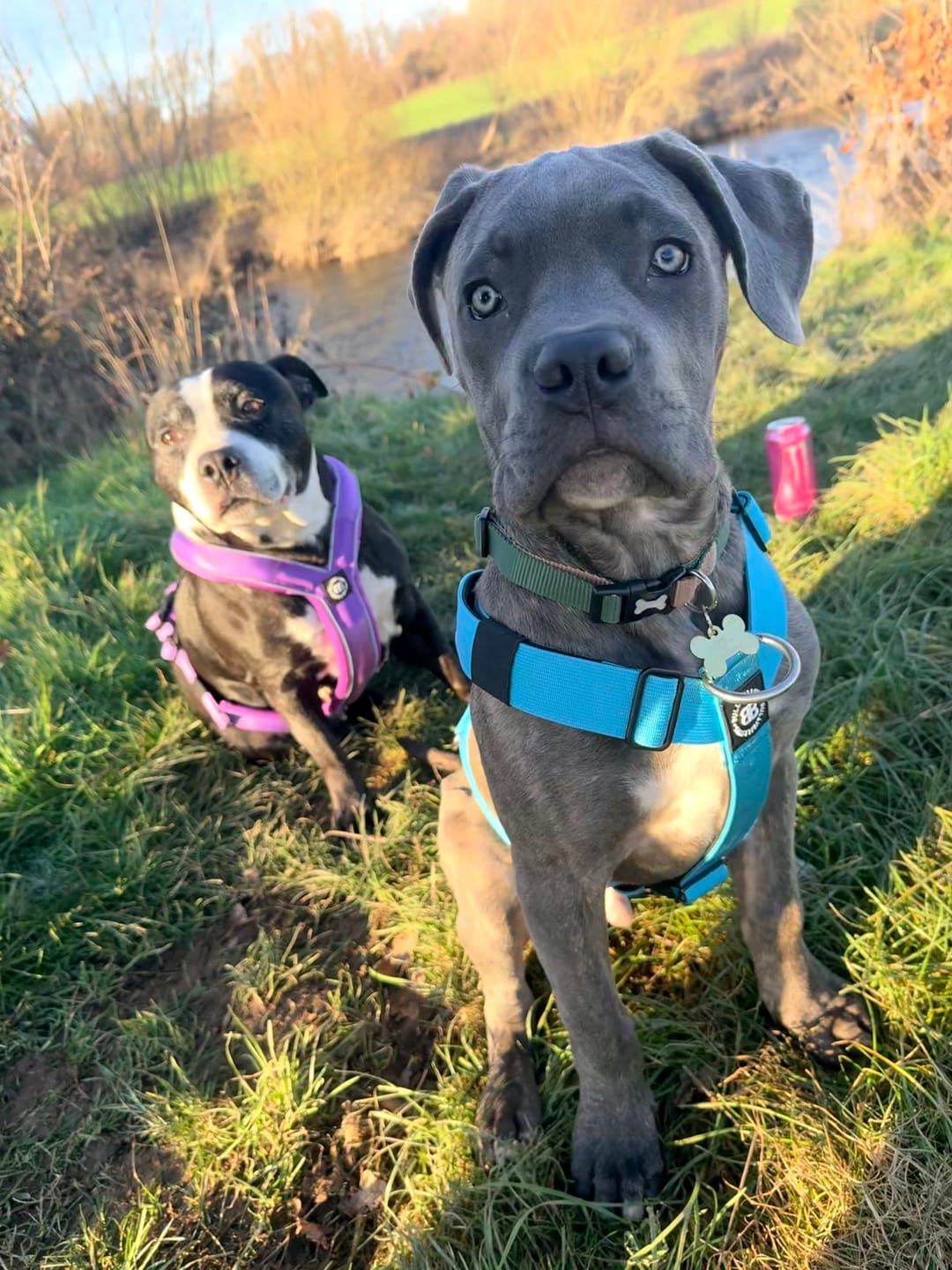 Customer photo review of Training Anti Pull TRI-Harness® | M-XL Breeds - Light Blue