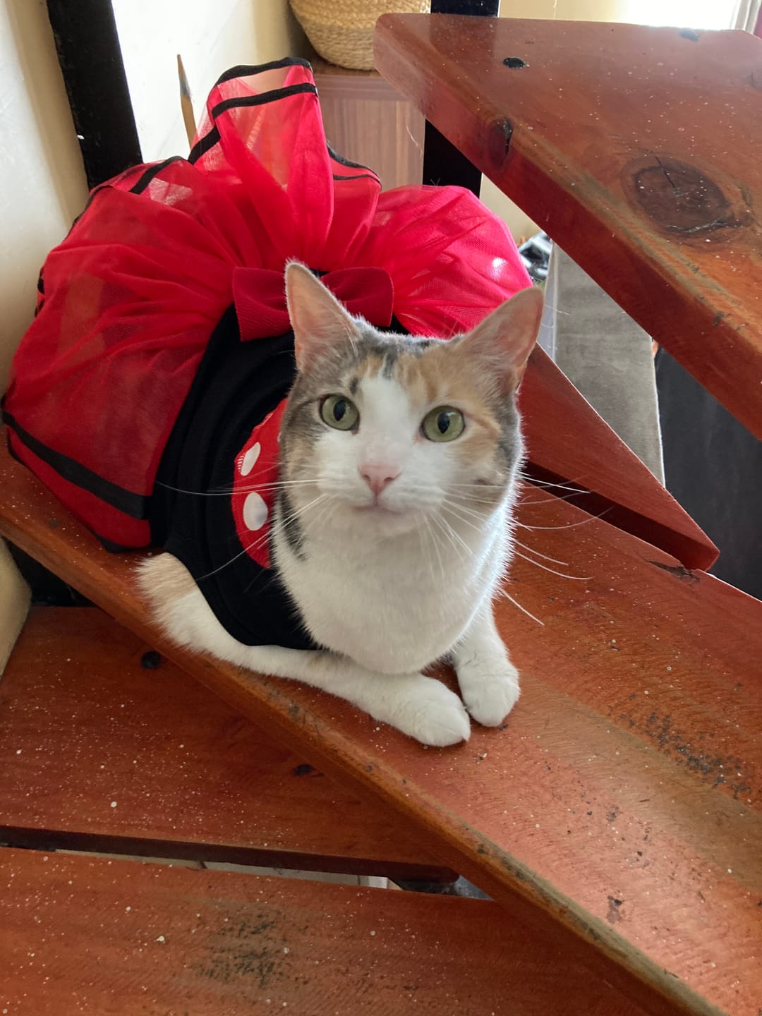 Customer photo review of Brit Care GF Gato Sterilized Weight Control Duck & Turkey