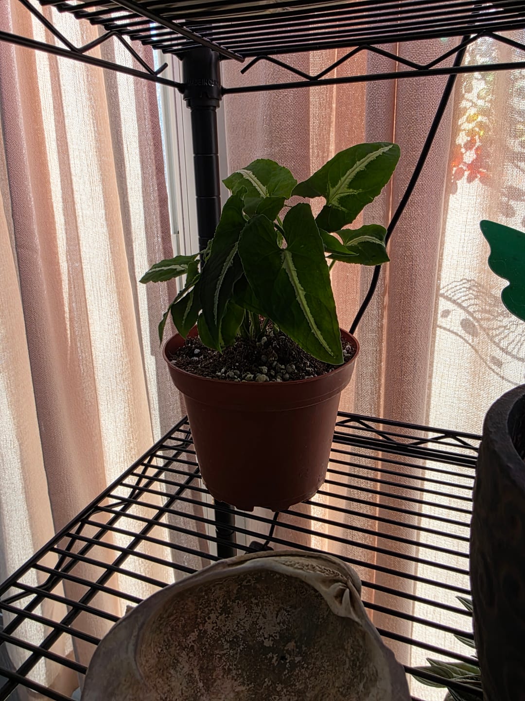 Customer photo review of Syngonium wendlandii