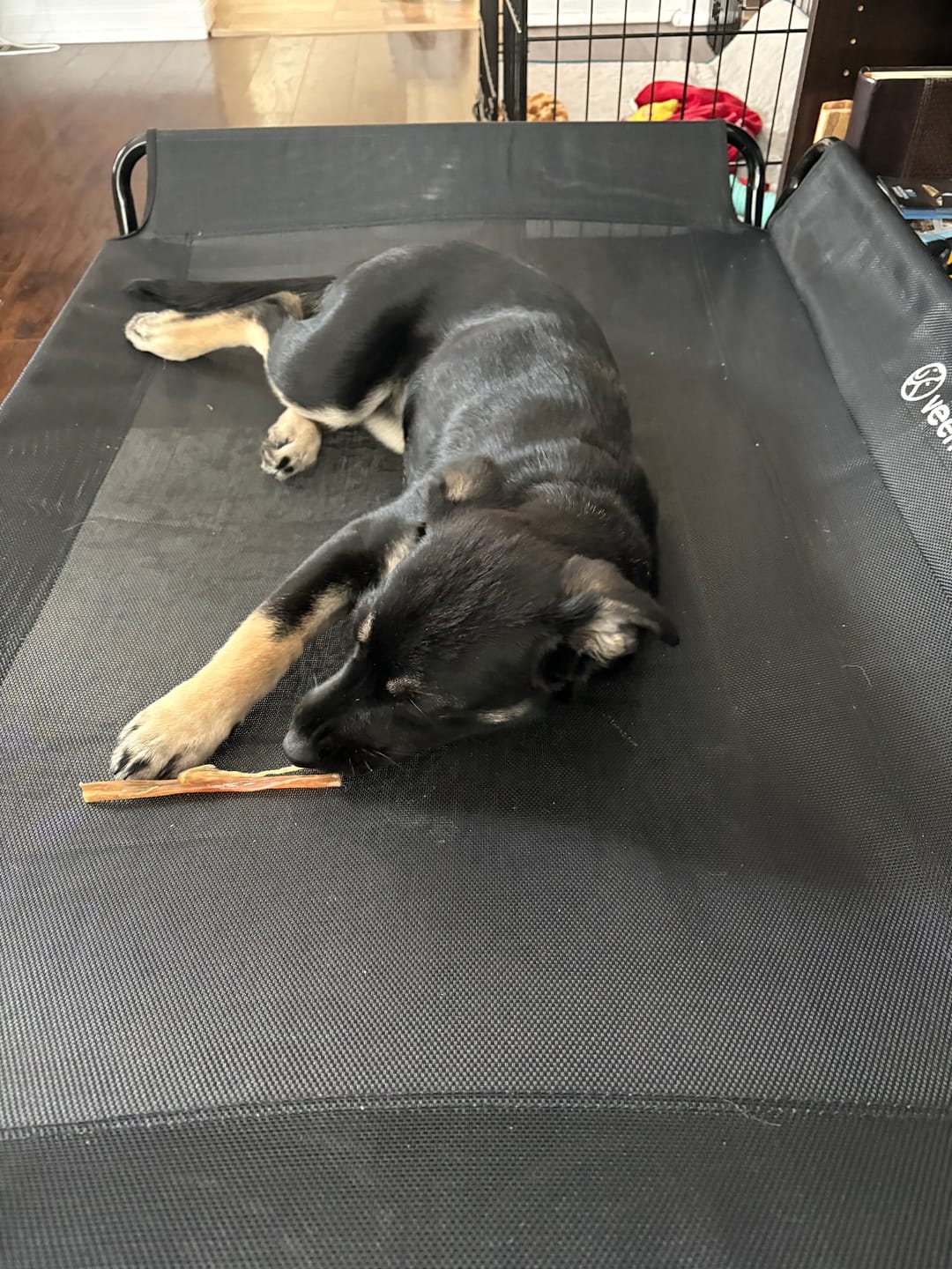Customer photo review of 10-12 Inch Champion Chew