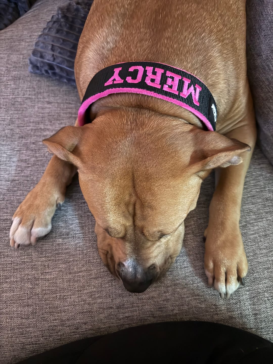 Customer photo review of Helstryp halsband med namn