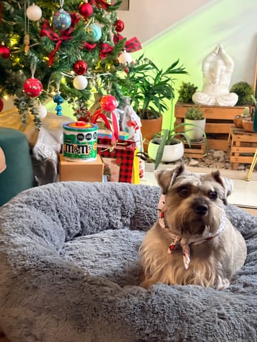 Reseña de cliente: perro schnauzer sentado en la suave y gris Cama Antiestrés para Perros.