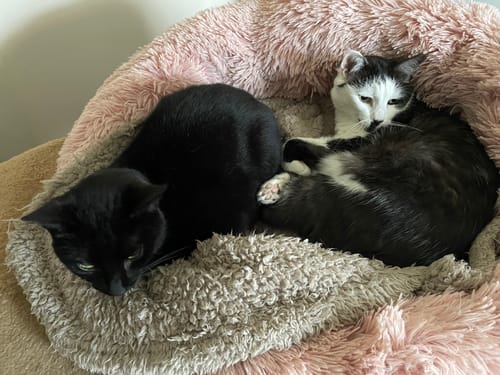 Customer photo review of 3 Month Supply - 1 Cat