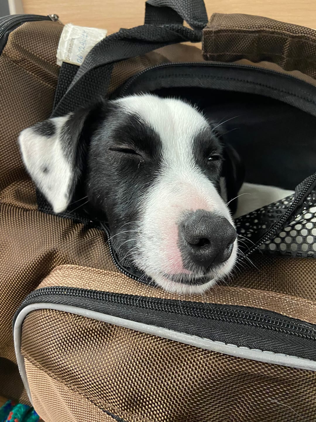 Customer photo review of Collier Anti Aboiement PuppySafe