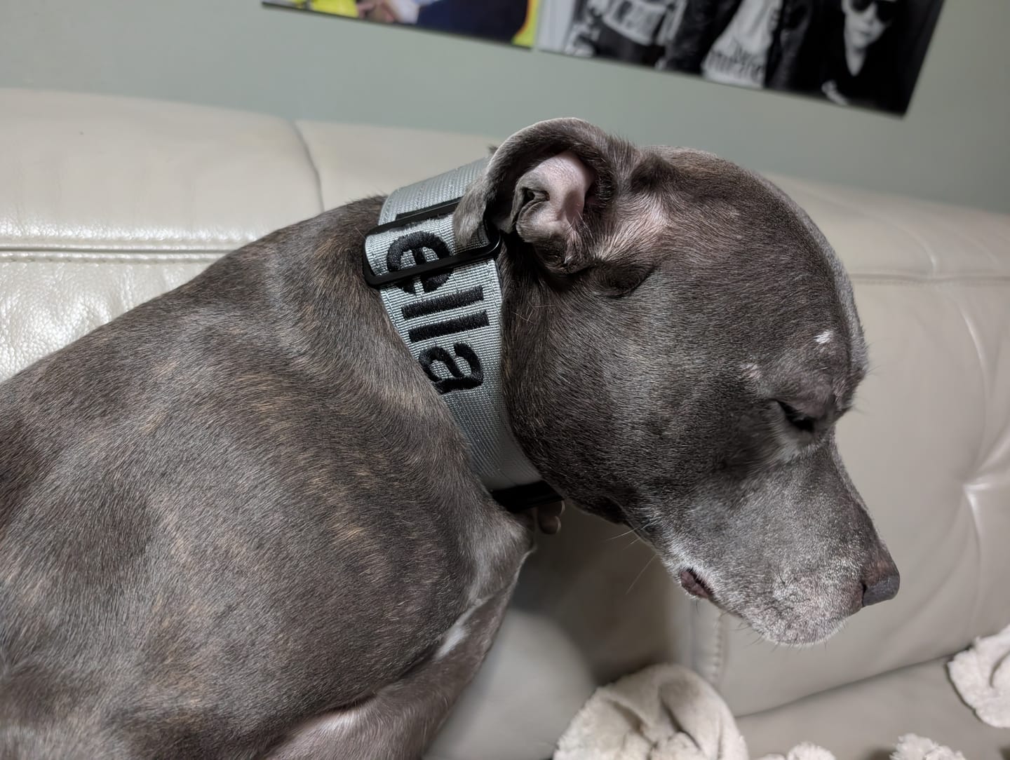 Customer photo review of 5cm Combat® Collar | With Handle & Secure Clip - Metal Grey