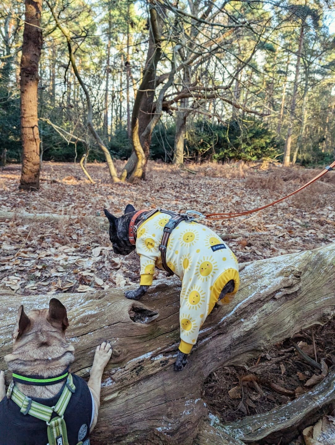 Customer photo review of Dog Hoodie Prints