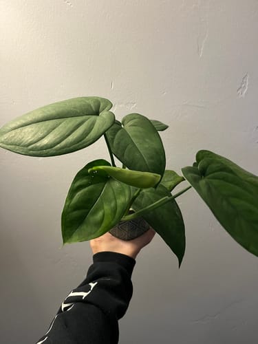 Reviewer holding up a Syngonium chiapense plant with large, heart-shaped green leaves.