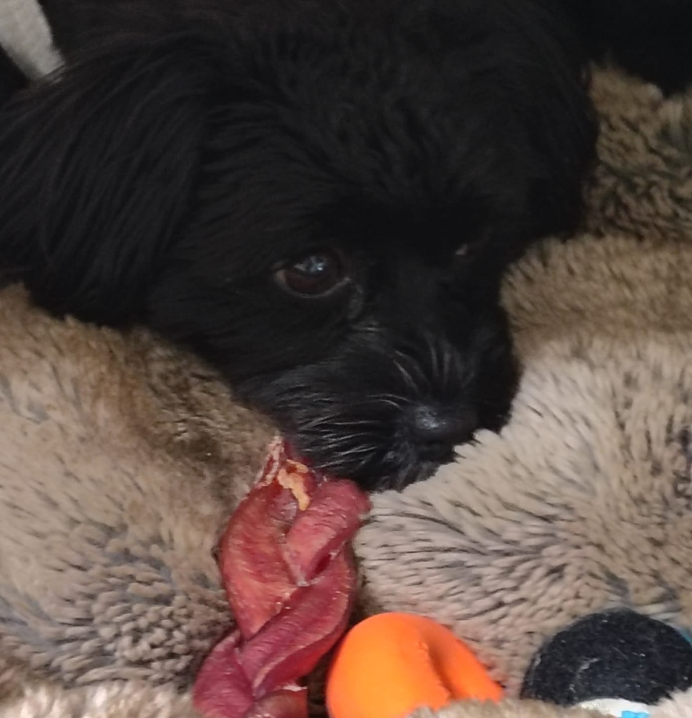 Customer photo review of 6 Inch Standard Braided Bully Stick