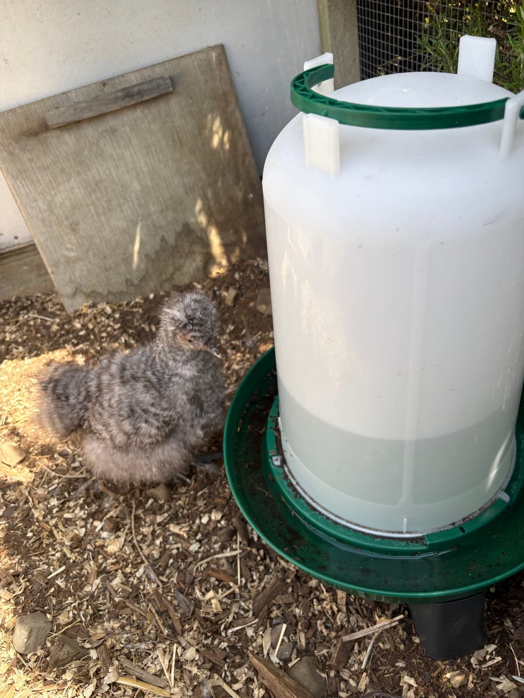 Customer photo review of Drink-o-Matic 10L Chicken Drinker with Legs