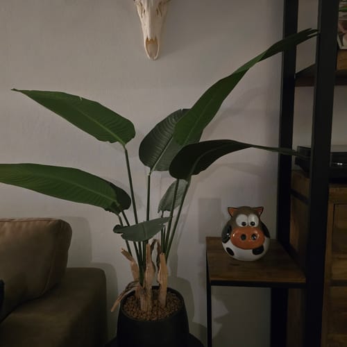 Customer photo review of Strelitzia Kunstplant 120cm