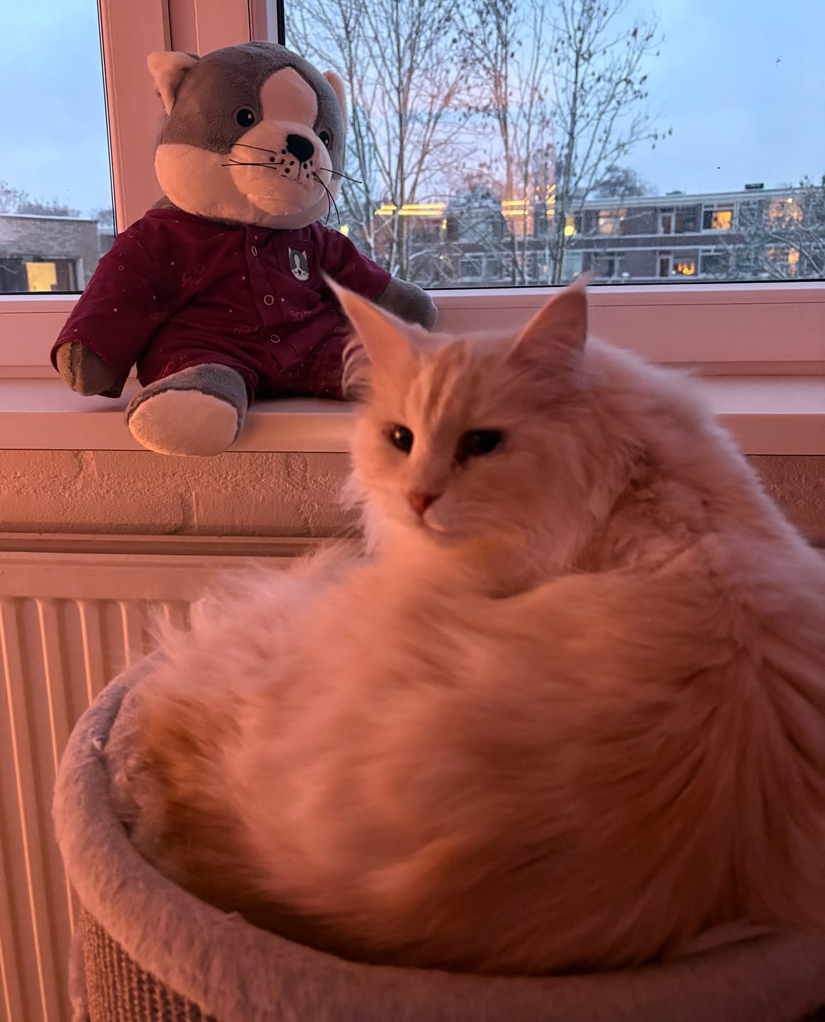 Customer photo review of Kat Kerstkleding Lotgenootje