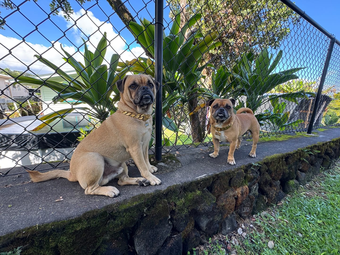 Customer photo review of THE CUBAN 1 Inch Dog Collar - Gold Cuban Link Premium Collection