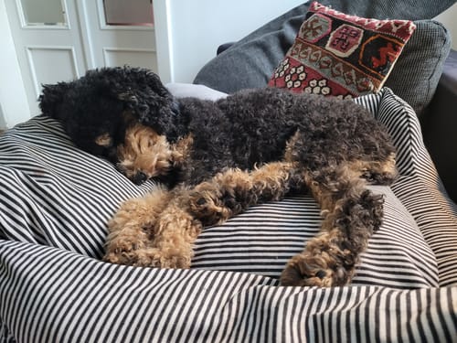 Ein Kunde verwendet den gestreiften Premium Hunde Autositz als bequemes Bett für seinen schlafenden Hund.