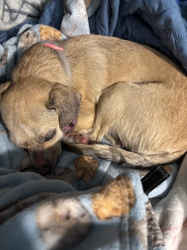 Customer photo review of Ditch The Itch Bundle