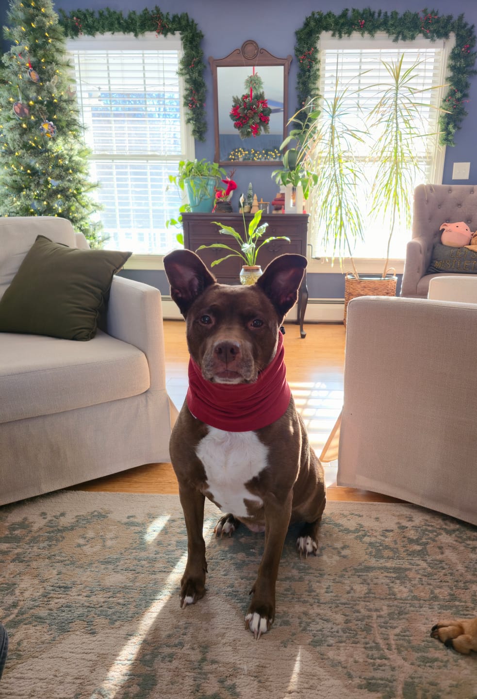 Customer photo review of Anxiety Calming Dog Earmuff Protector - Red