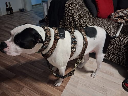 Customer photo review of Easy Walk Extreme Leopard Edition - Sele med snabbspänne