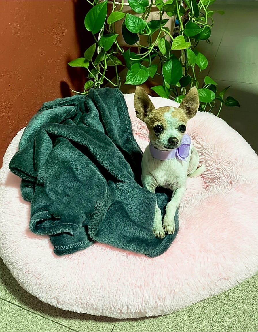 Customer photo review of Manta Relajante para Mascotas