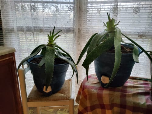 Customer photo review of Water Level Electronic Sensor for 15" Smart Self-Watering Planter