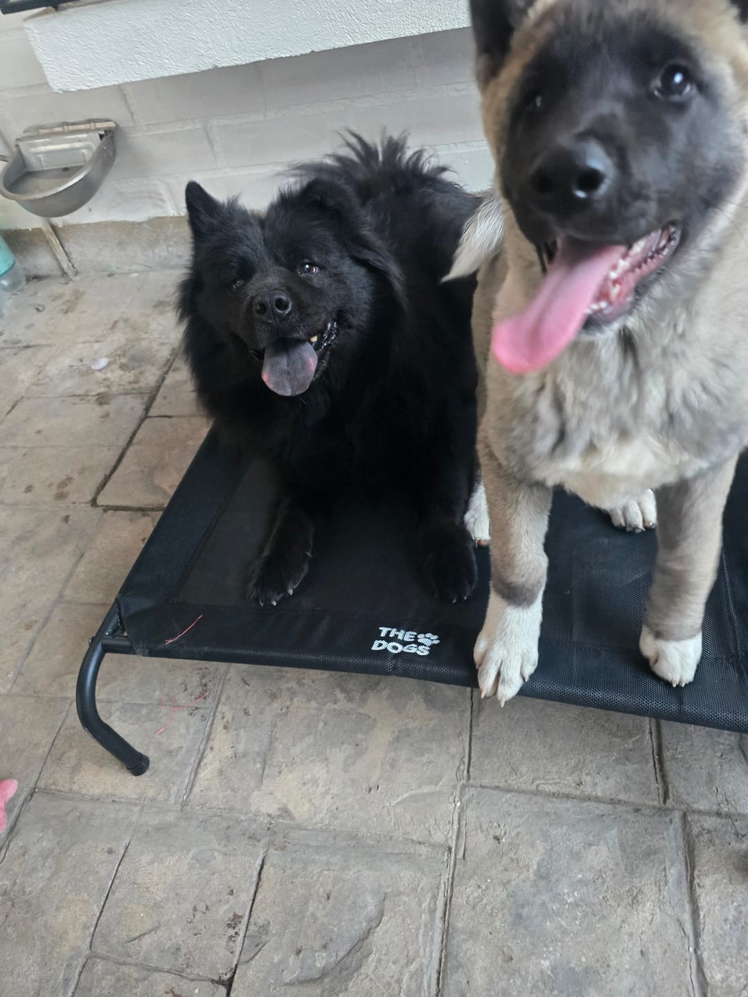 Customer photo review of Cama Elevada THE DOGS: Frescura y Ventilación