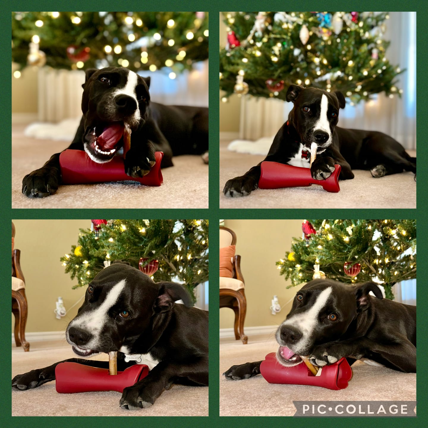 Customer photo review of 6 Inch Thick Bully Stick