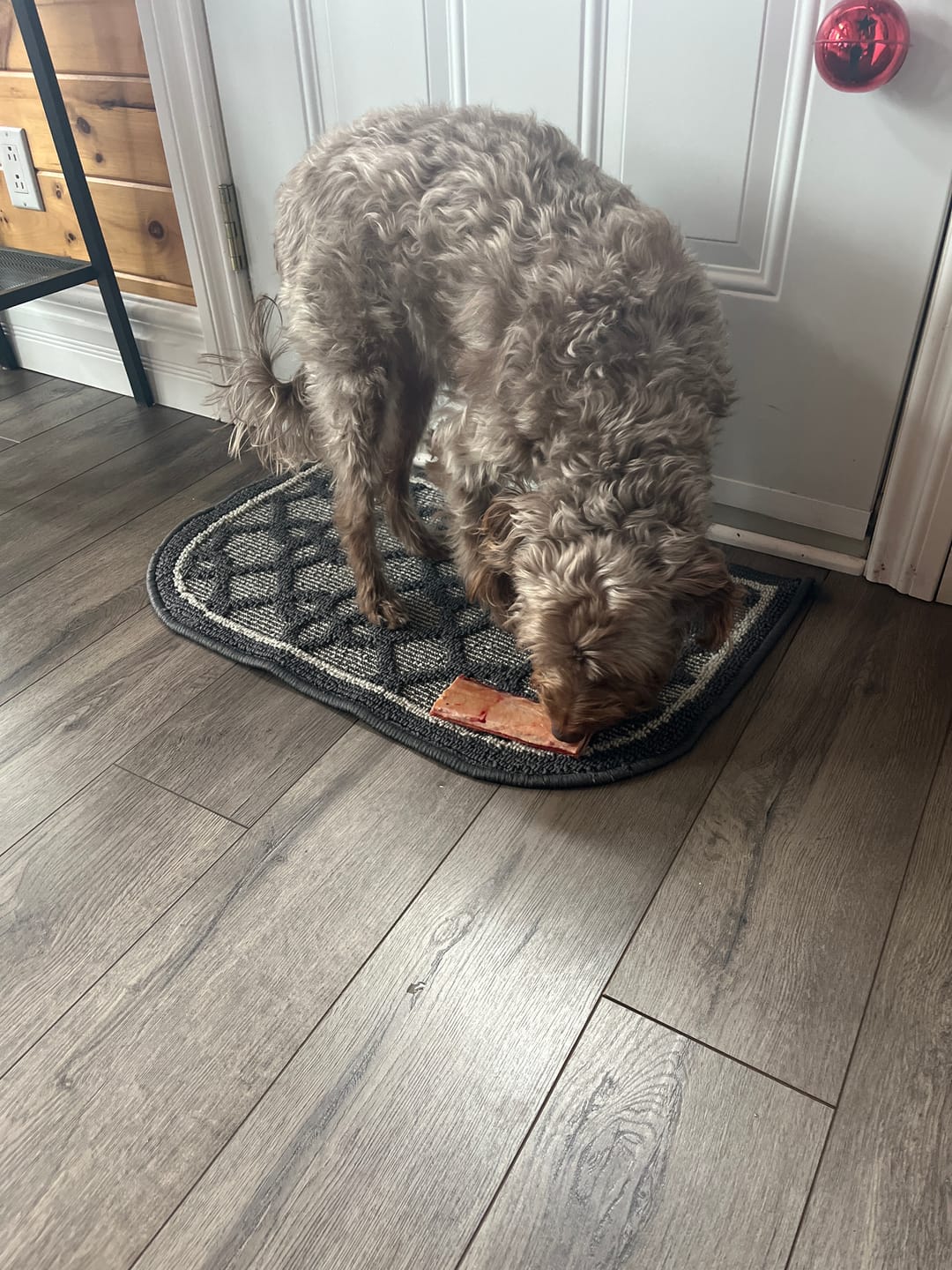 Customer photo review of K9 Choice - Os pour chien congelé - 3lb