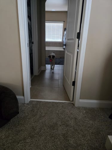 Customer photo review of WUNDERBALL - Best Fetch Toy