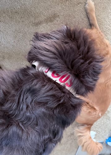Customer photo review of 2" Tactik Dog Collar - Buttercream
