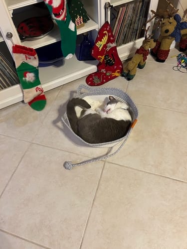 Customer photo review of Instinct Basket | Handwoven & Chemical-Free Cat Territory