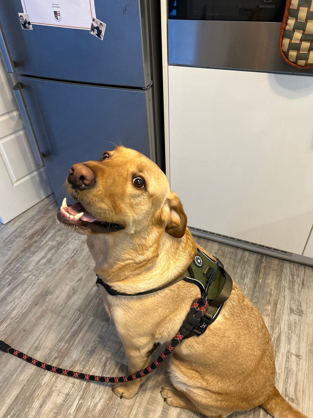 Customer photo review of Trail & Glow® Dog Harness - The Khaki One