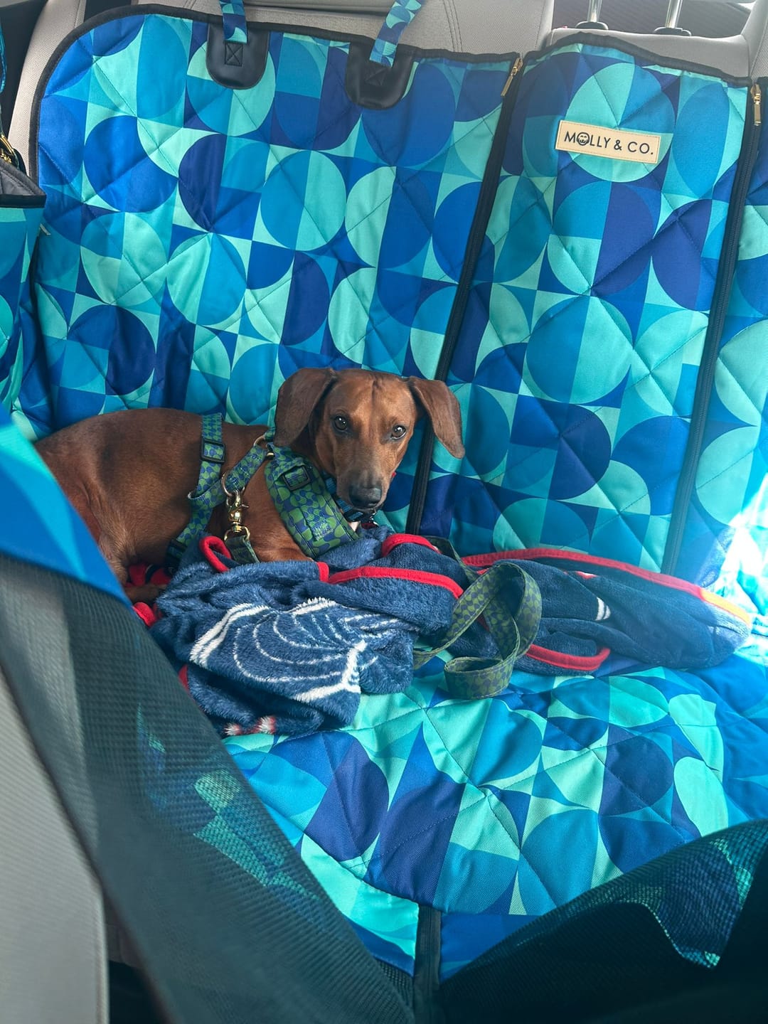 Customer photo review of Milos - Dog Car Seat Cover