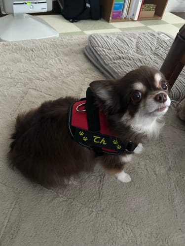 Customer photo review of FunFunPet 高機能ハーネス（お名前タグ作成サービス付き）
