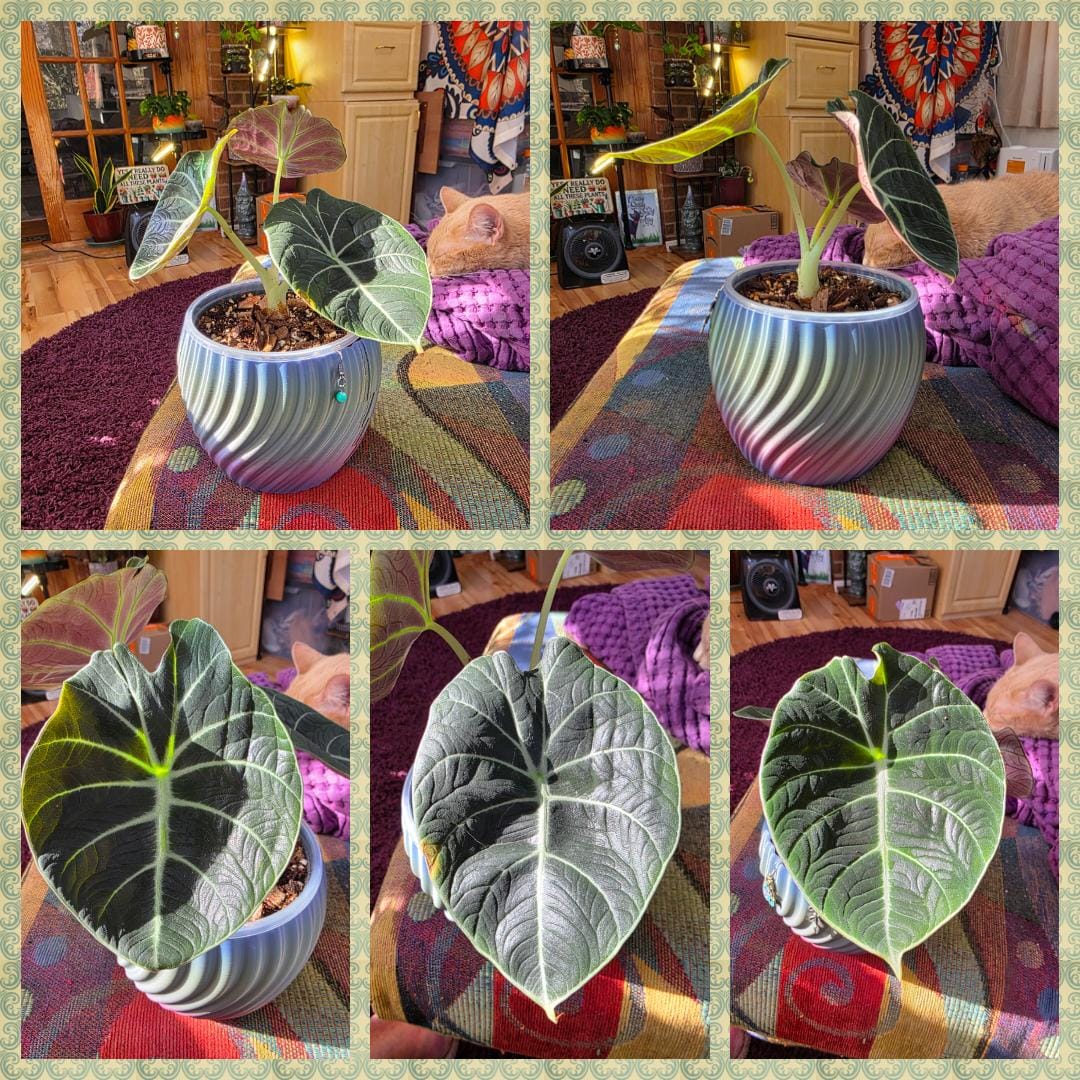 Customer photo review of Alocasia reginula "Black Velvet"