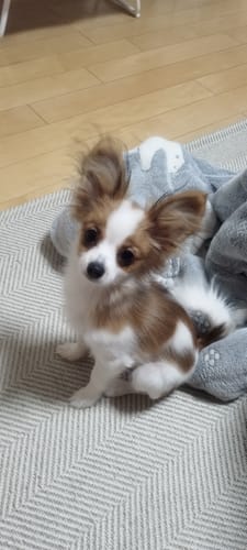 Customer photo review of FunFunPet 高機能ハーネス（お名前タグ作成サービス付き）