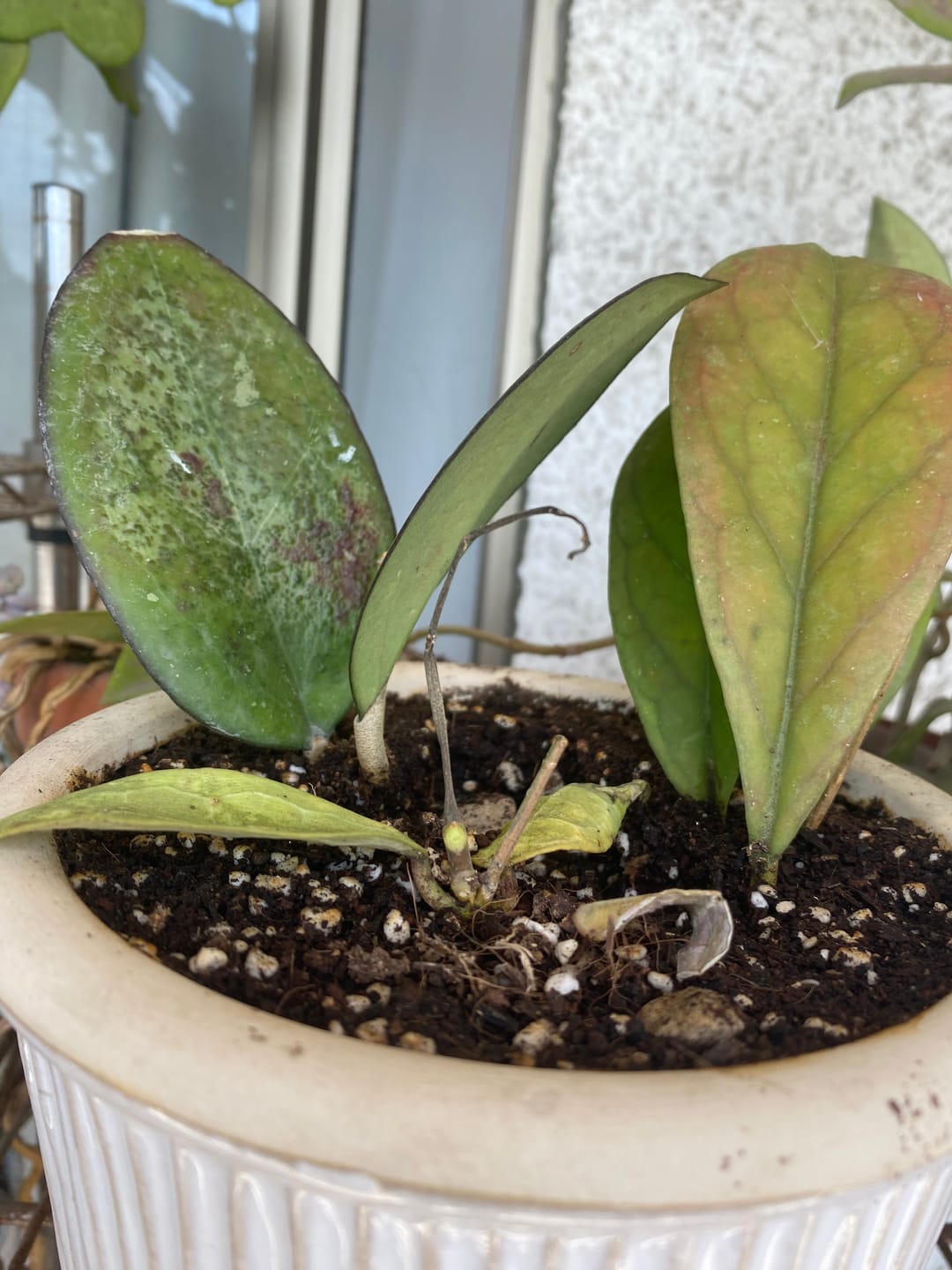 Customer photo review of Sustrato Premium para Plantas de Interior y Tropicales – 5, 10 y 20 L